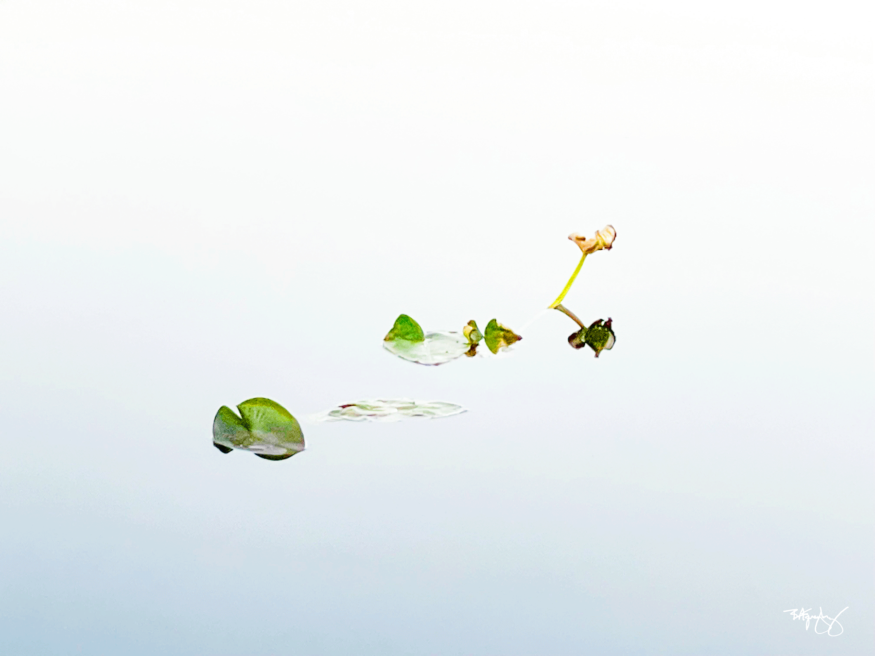 Hyacinths-in-Repose-Feb-2022-IMG_9414.gif