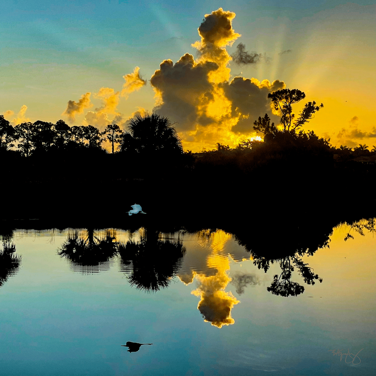 Great-Heron-Awing,-Jul-2022-IMG_3007.gif