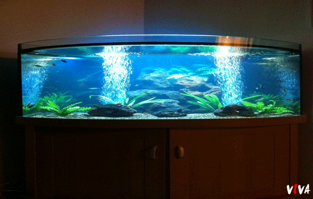 Viva L'aquarium