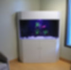 Viva L'aquarium