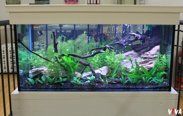Viva L'aquarium