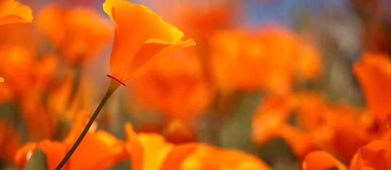California golden Poppies