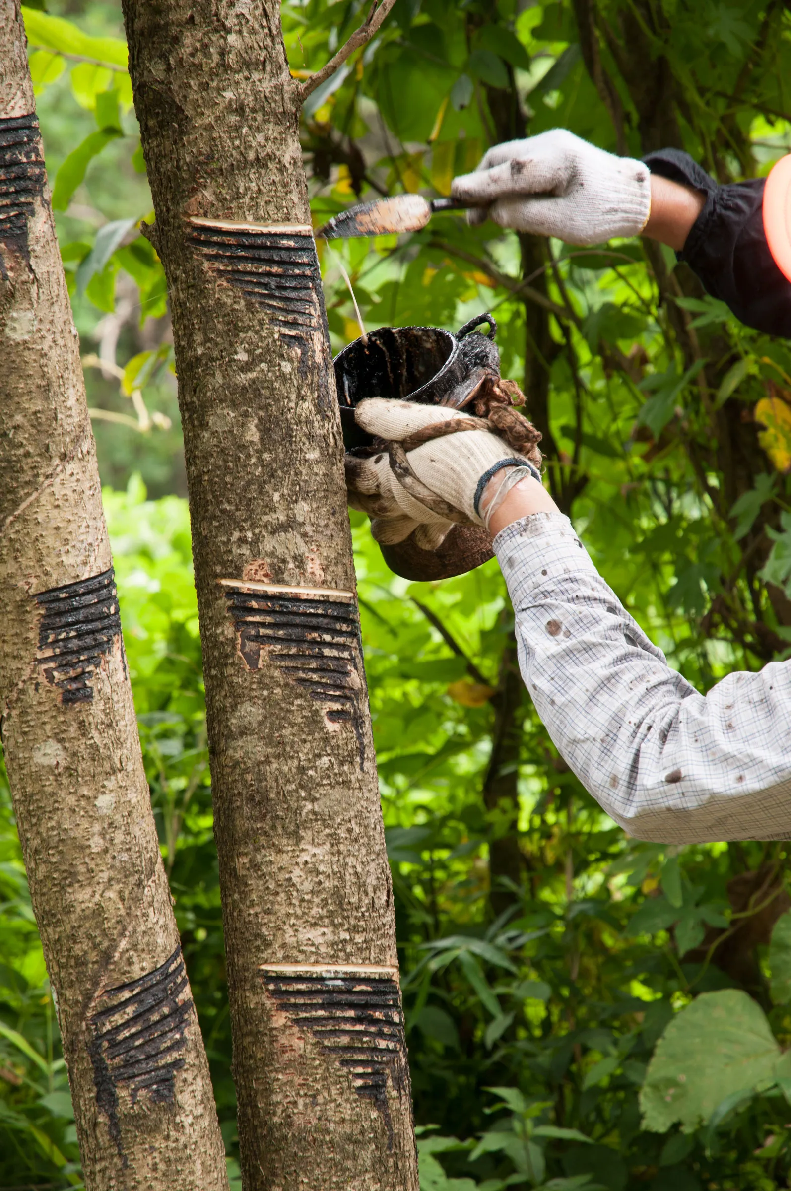 SB.-Tapping-lacquer-tree-Japan.webp