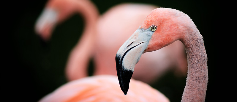 Flamingo Plano
