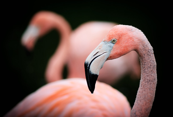 Flamingo Close Up