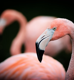 Flamingo Close Up