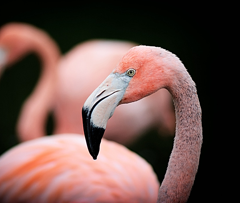 Dare to be different flamingo