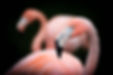 Flamingo parklubb