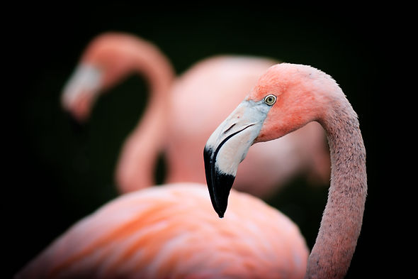 Flamingo Close Up