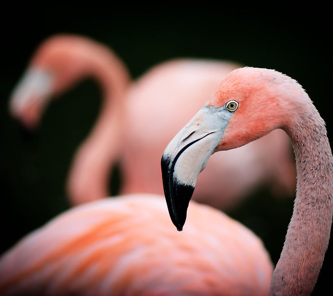 Close-Up Of Flamingo