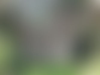 こしきの…今日 ✽町中の大きなアコウの木✽