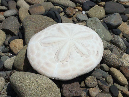 こしきの今日 *浜辺にパン?*