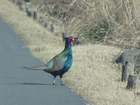 こしきの今日 ✽鳥・トリ・とり✽