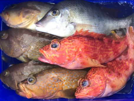 こしきの今日 *船からの釣り*