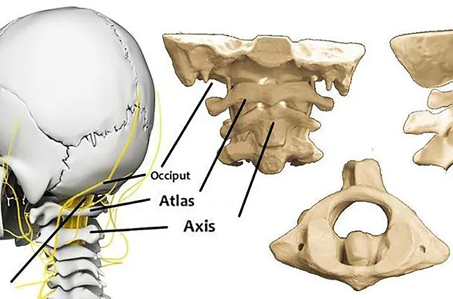 atlas-axis 2.webp