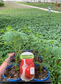 Duboz horticulteur Besançon Velotte