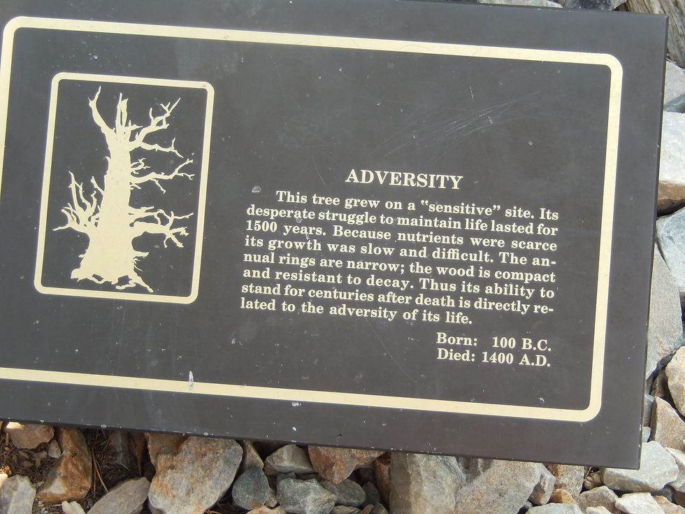 06 Bristlecone Grove