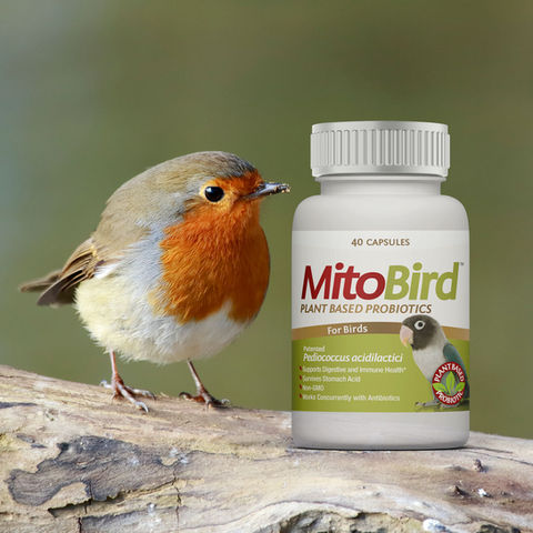 MitoBird™ is a plant-based probiotics supplement for digestive health of bird made in the USA for sale. Imagilin® Technology.