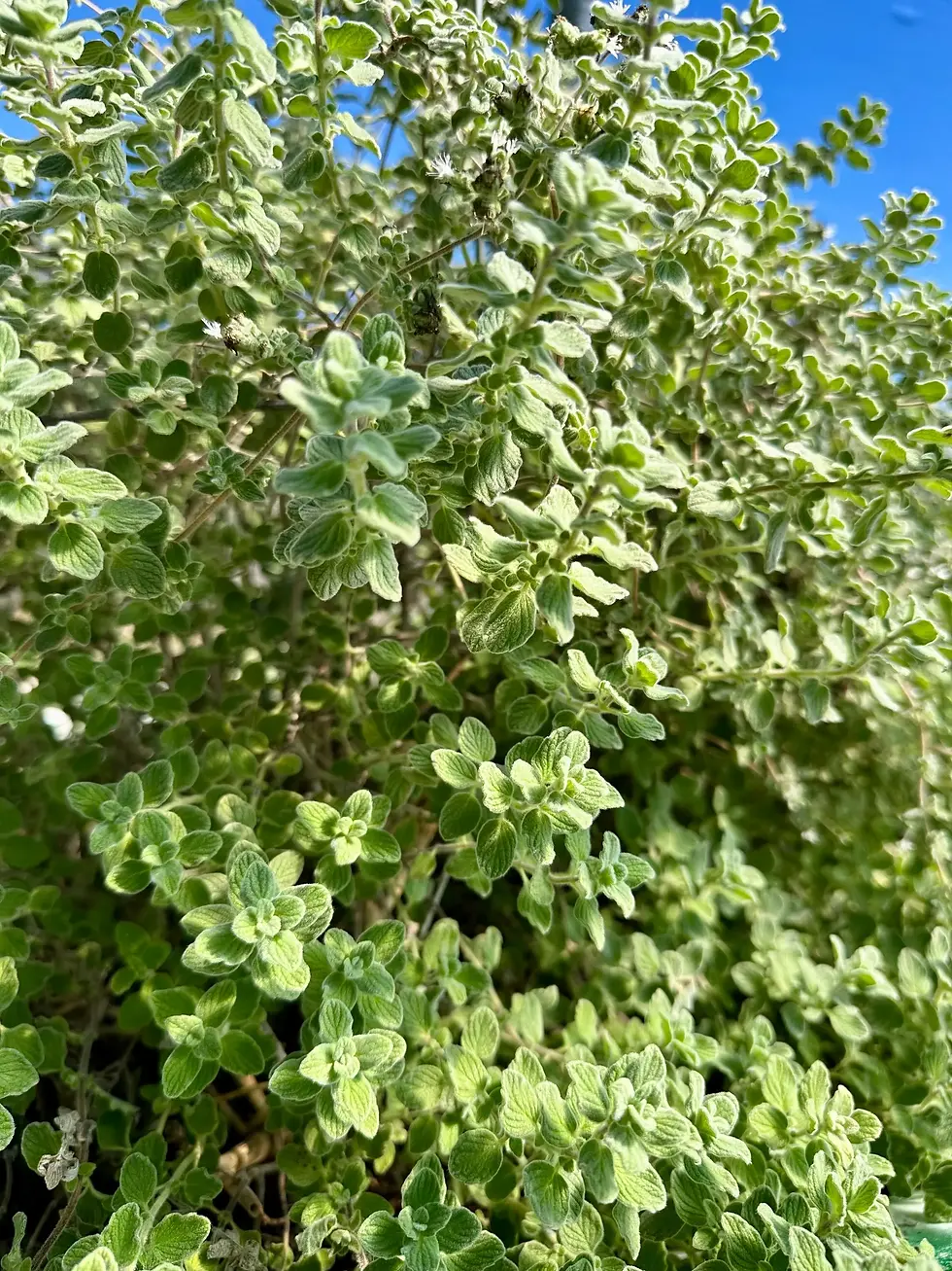 Thumbnail: Oregano - 2 oz.