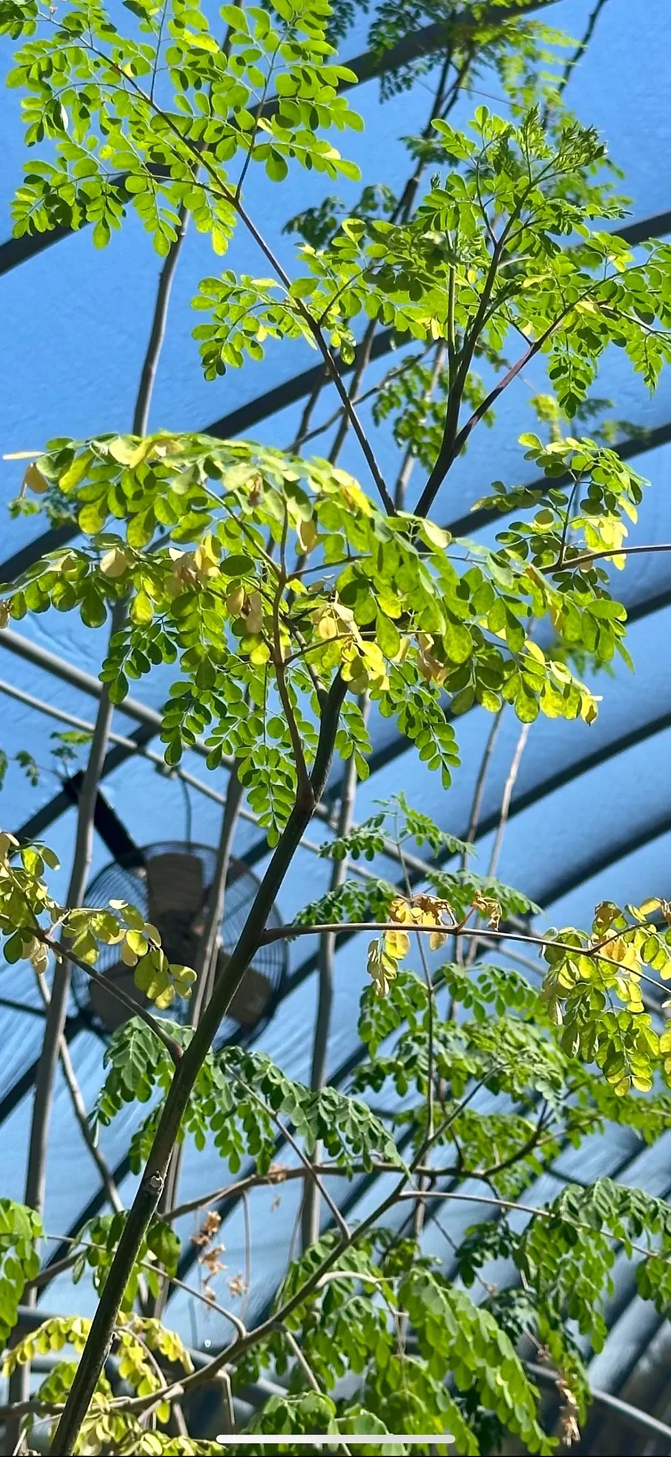 Thumbnail: Moringa Tincture - 2 oz.
