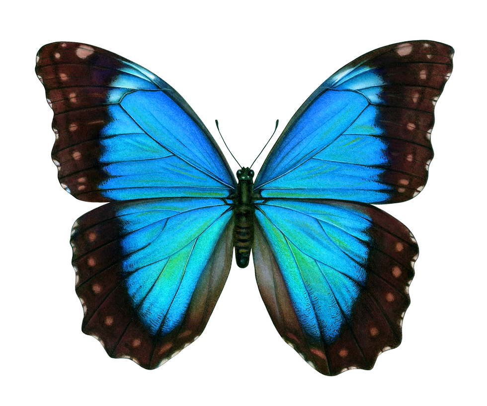 Morpho Butterfly