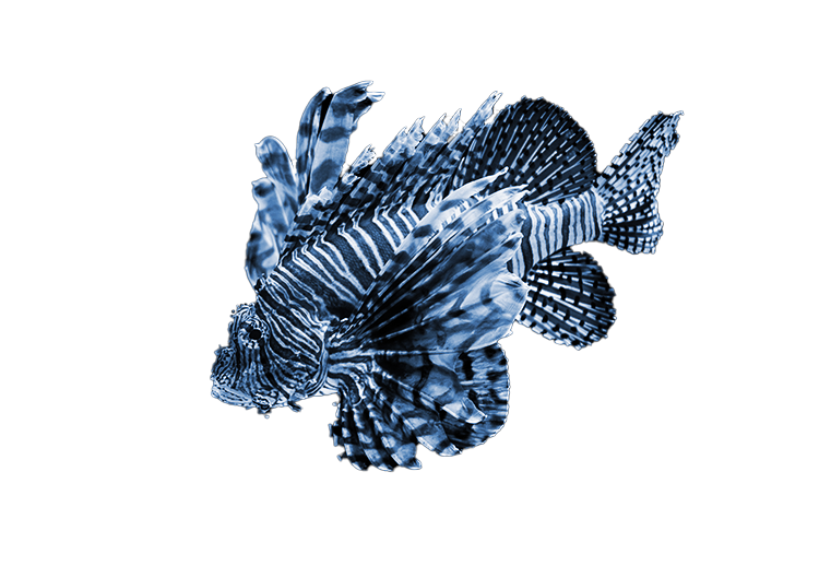 Lionfish (1).png