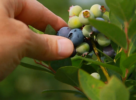 Hand picking Berries 3.jpg
