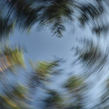 Looking up at trees spining