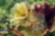 corail.jpeg