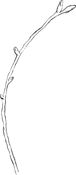 Mississippi Bath and Beauty logo element