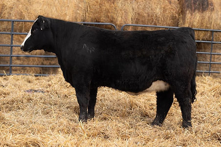 Heishman Cattle Co., LLC