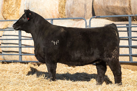 Heishman Cattle Co., LLC
