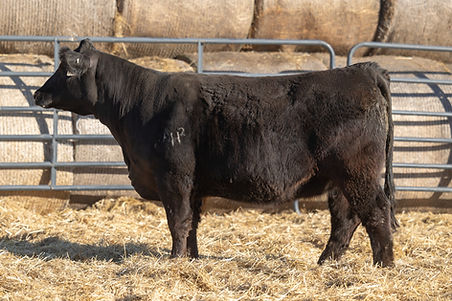 Heishman Cattle Co., LLC