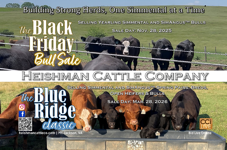 Black Friday Bull Sale and Blue Ridge Classic
