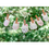 Thumbnail: Goumikids Goumimitts - Organic Soft Stay On Baby Mittens