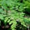 Thumbnail: Organic Moringa Leaf – Nutrient-Dense Superfood for Energy & Wellness