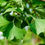 Thumbnail: Ginkgo Leaf – Brain & Circulation Support