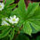 Thumbnail: Goldenseal Leaf – Traditional Immune Support Herb