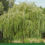 Thumbnail: Organic White Willow Bark | Natural Herbal Pain Relief