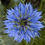 Thumbnail: Black Seed (Nigella) – Traditional Immune, Digestive & Respiratory Support