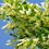 Thumbnail: Linden Leaf & Flowers – Calming & Cooling Herbal Blend