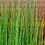 Thumbnail: Horsetail Herb – Silica-Rich Beauty Herb