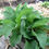 Thumbnail: Organic Dried Comfrey Leaf – Herbal Support for Skin & Tissue Repair