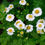Thumbnail: Organic Feverfew Herb – Traditional Headache & Migraine Support