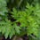 Thumbnail: Organic Mugwort Herb – Traditional Digestive & Dream Support