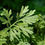 Thumbnail: Organic Wormwood Herb – Powerful Parasite Cleanser