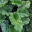 Thumbnail: Burdock Root – Deep Detoxification Root
