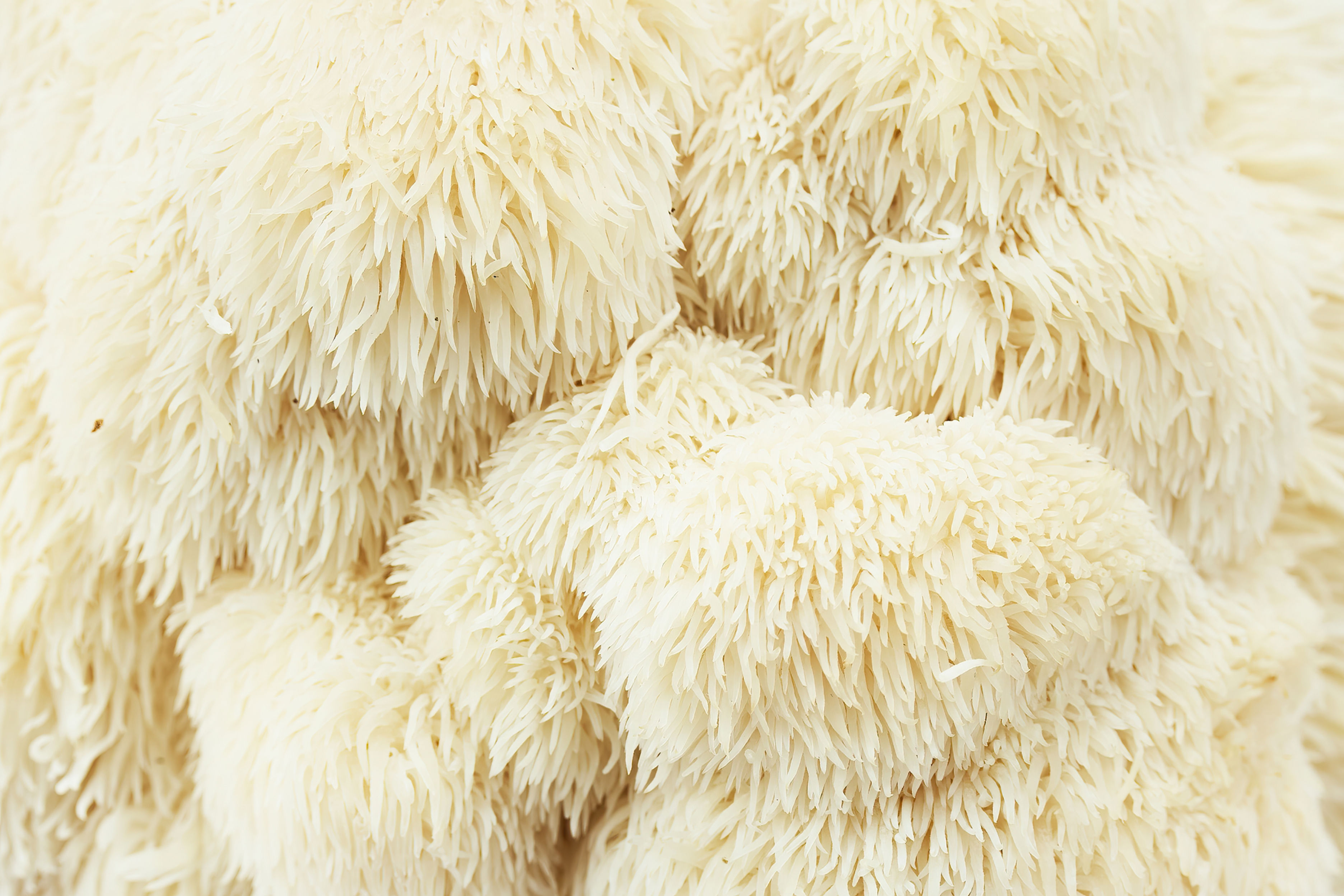 Lion’s Mane Mushroom Powder