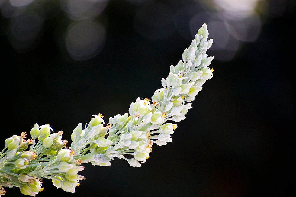 White Cactus Flower