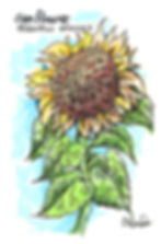 Newsletter Illustration - Mass Horticultural Society